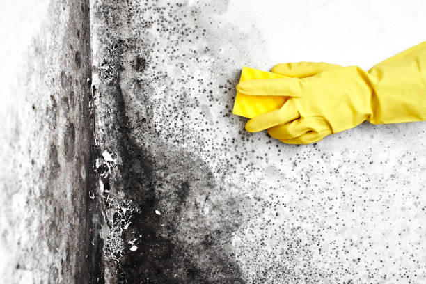 Best Crawl Space Mold Removal  in Sand Springs, OK