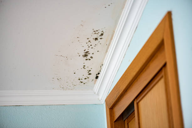 Home Mold Removal in Sand Springs, OK