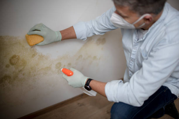 Best Office Mold Removal Services  in Sand Springs, OK