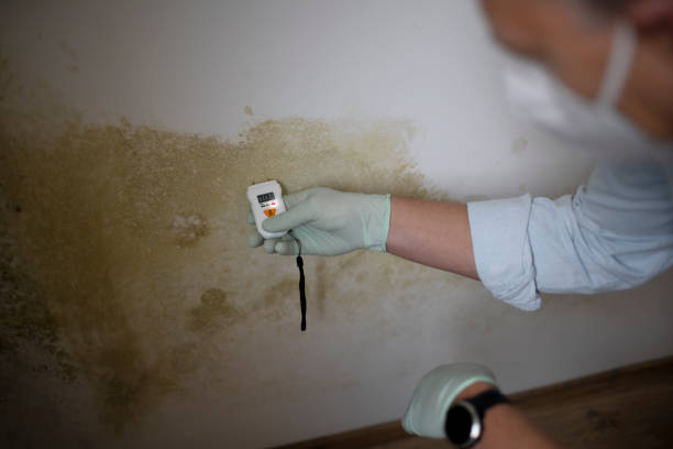 Best Attic Mold Removal  in Sand Springs, OK