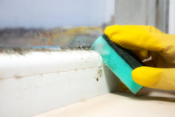 Best Mold Damage Repair  in Sand Springs, OK