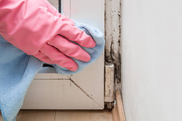 Best Mold Remediation Services  in Sand Springs, OK